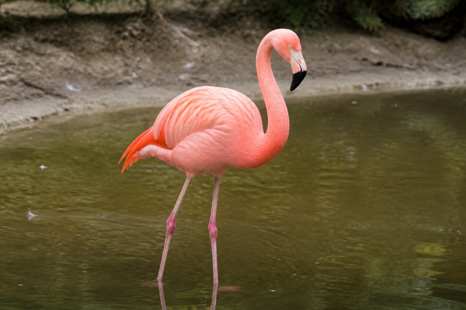 Le Zoo de la Palmyre, une sortie familiale incontournable