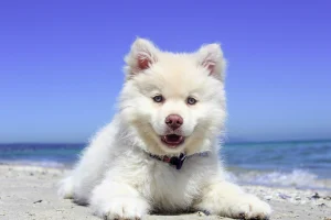 Balade sur le littoral avec son chien : les deux choses qu'on ramène sans le savoir