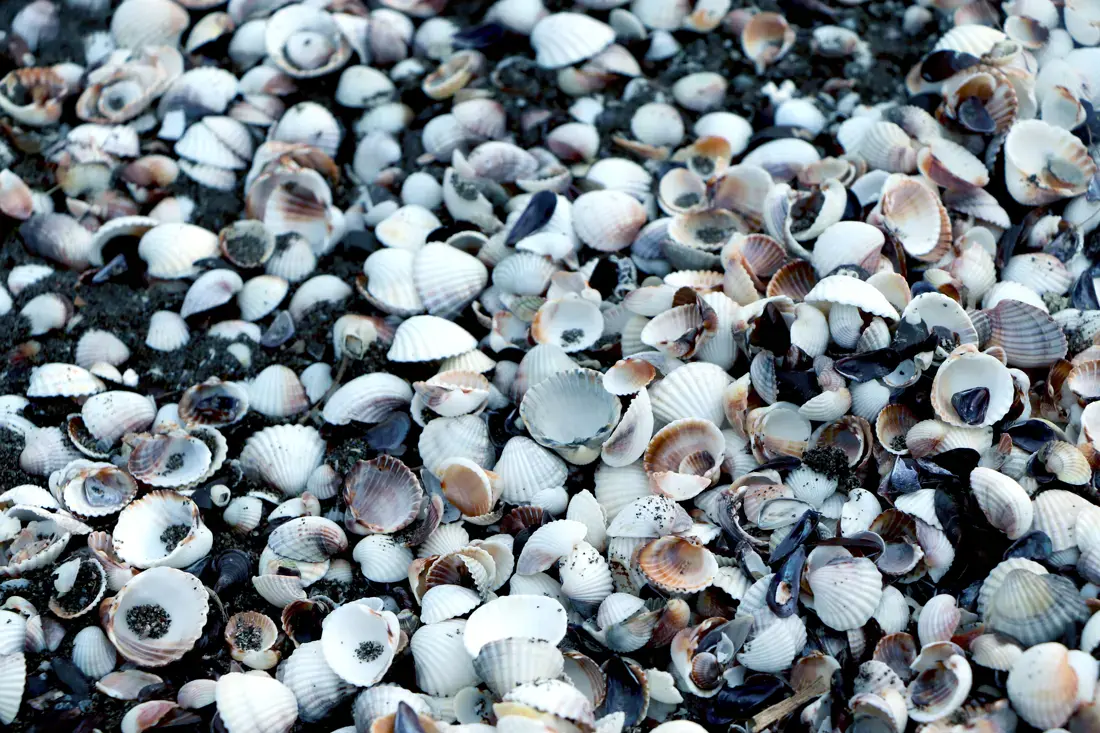 Coquillages ramasses lors d'une peche a pied