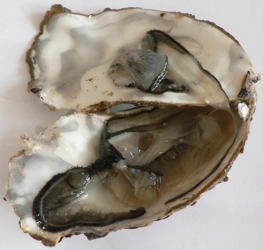 Plateau d'huîtres ouvertes avec citron