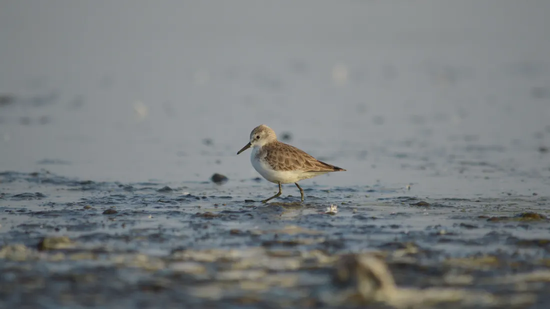 Oiseaux limicoles se nourrissant sur une vasière