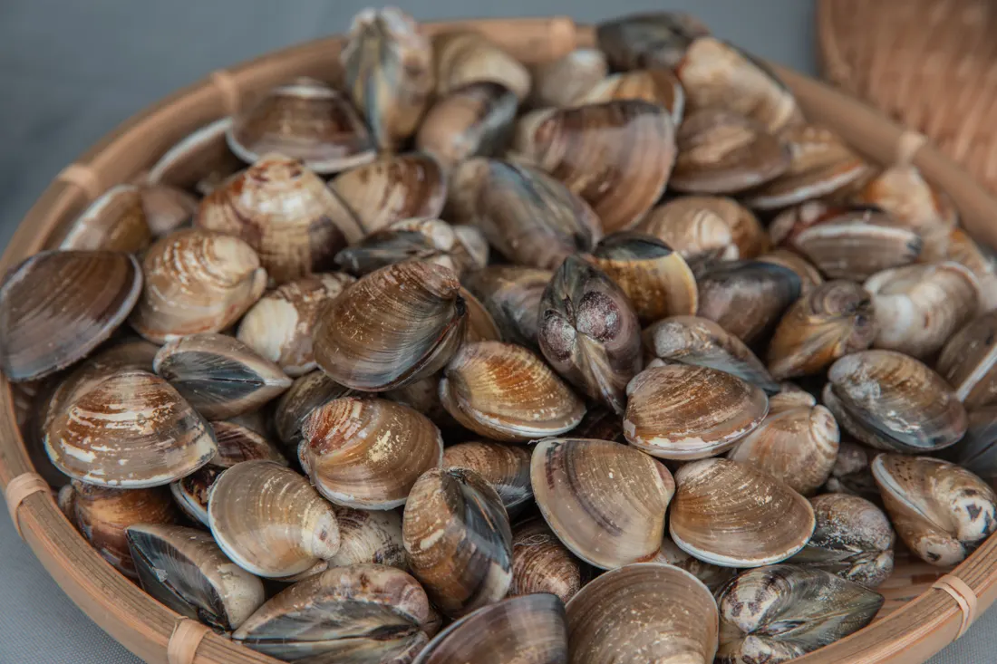 Panier de coquillages ramassés à marée basse