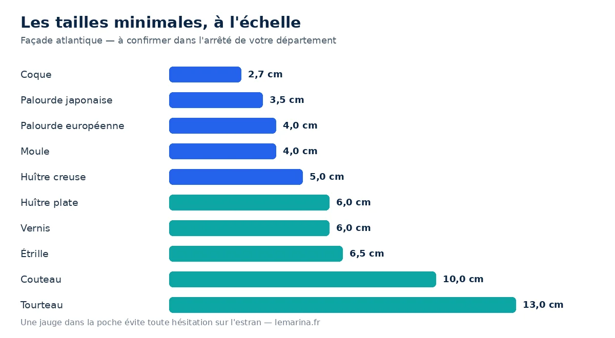 Tailles minimales de capture des coquillages et crustacés, représentées à l'échelle