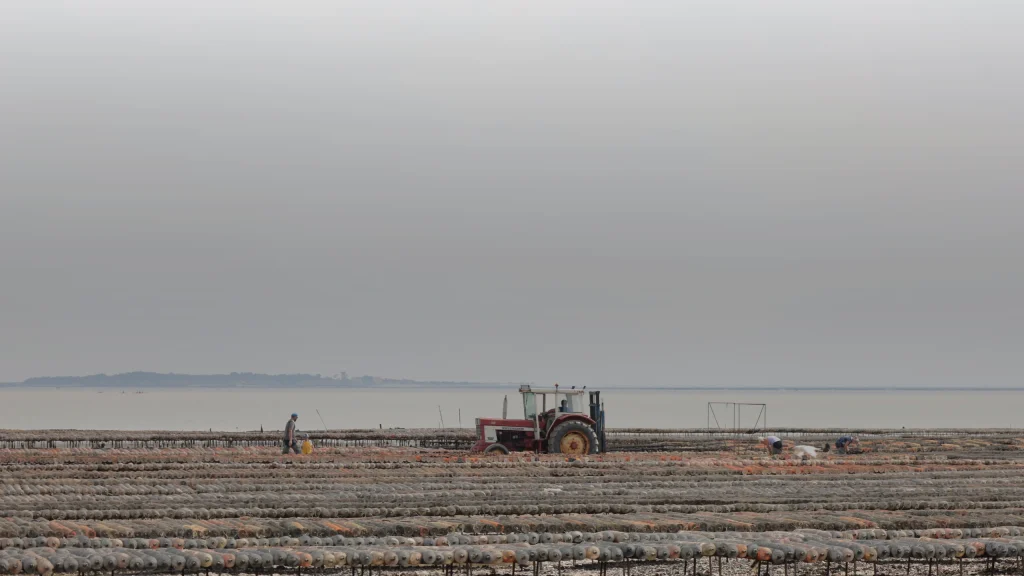 Estran et parcs à huîtres au bord de l’estuaire de la Charente, près de l’île Madame
