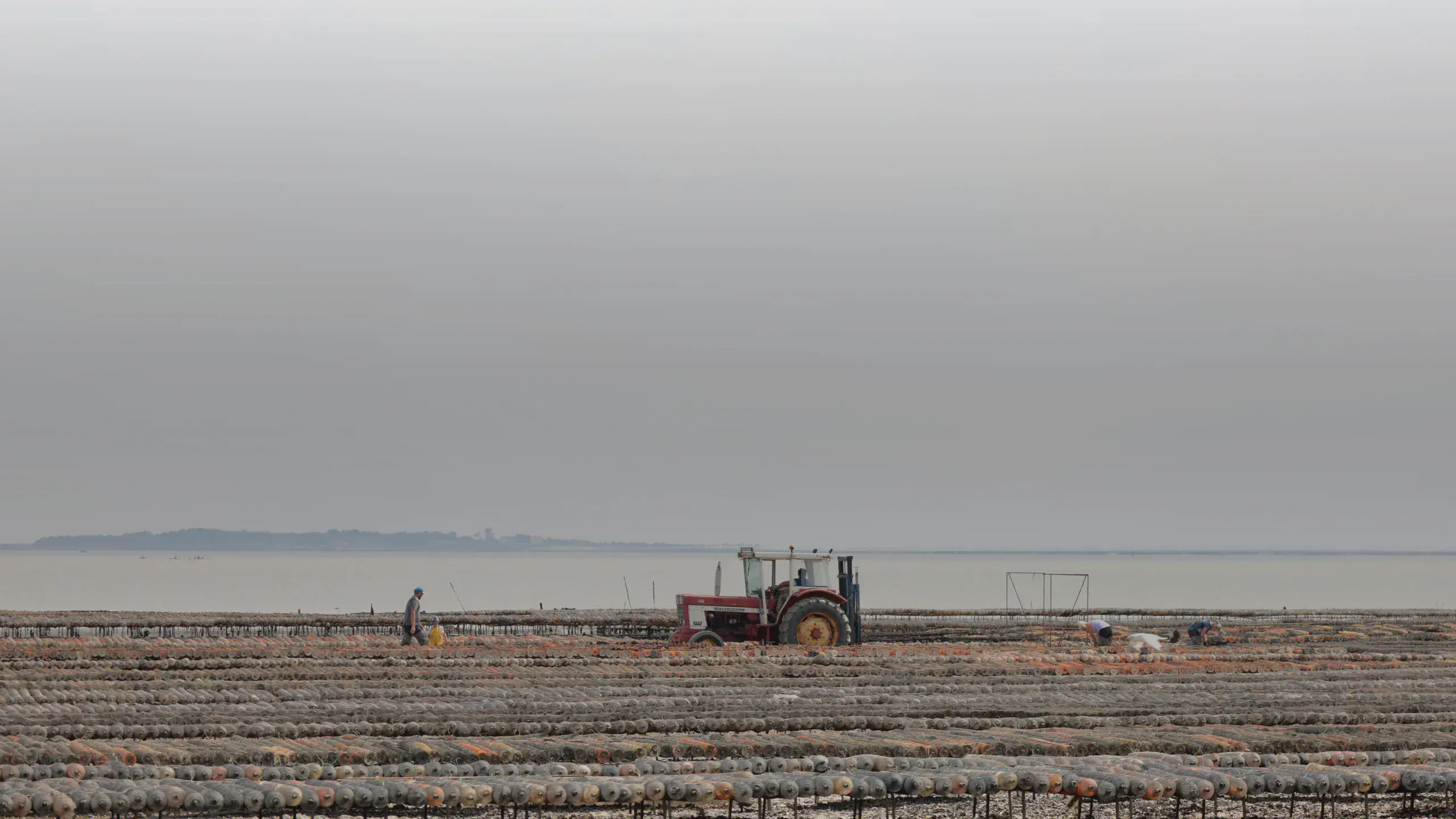 Estran et parcs à huîtres au bord de l’estuaire de la Charente, près de l’île Madame
