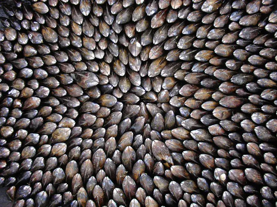 Moules disposées debout en spirale avant la cuisson d'une églade