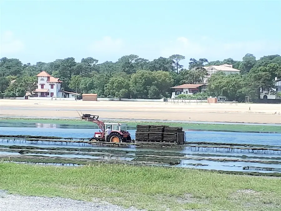 Casiers à huîtres sur le lac d'Hossegor à marée basse, avec un tracteur et des villas au fond