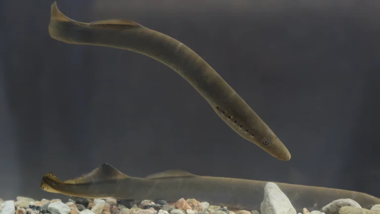 Lamproie : espèces, cycle de vie et pêche sur l’Atlantique