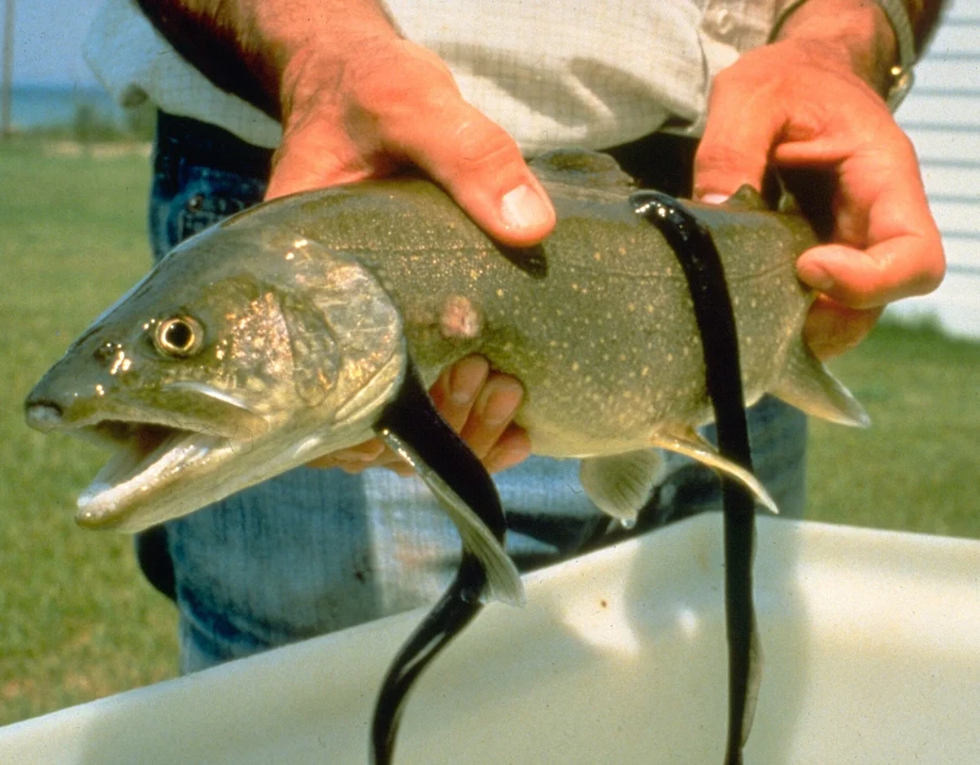 Lamproie marine fixée par sa ventouse sur le flanc d’un poisson tenu à la main