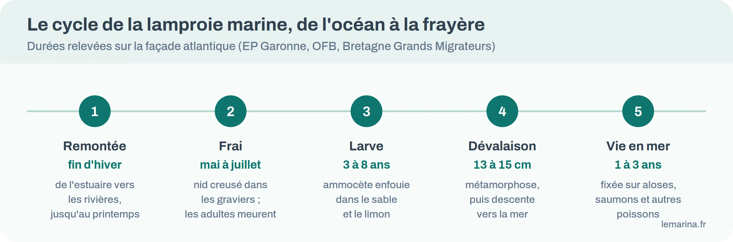 Frise du cycle de la lamproie marine : remontée en fin d’hiver, frai de mai à juillet, larve 3 à 8 ans, dévalaison à 13-15 cm, vie en mer 1 à 3 ans