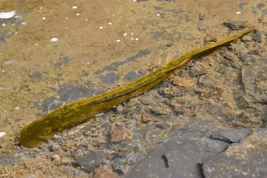 Lamproie marine posée sur un fond de graviers en eau peu profonde